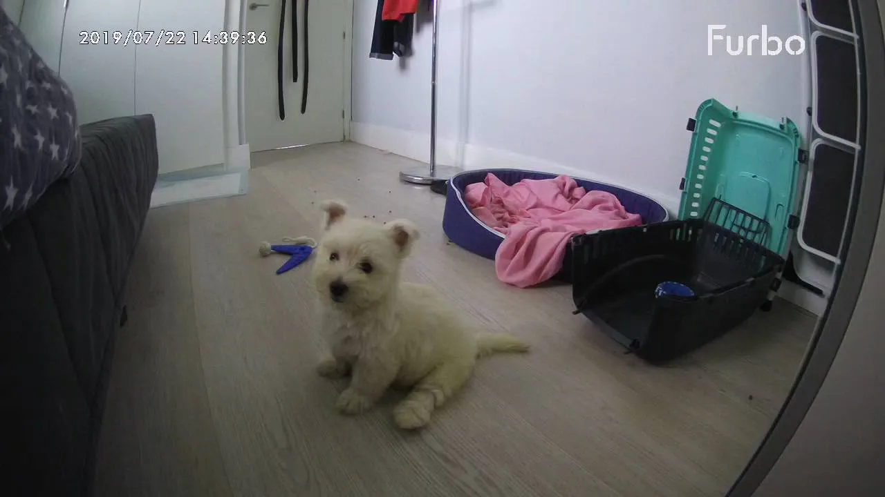 Furbo Cámara para perro