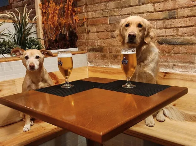 EntreDogs cafe