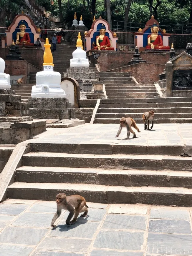 Monkey Temple
