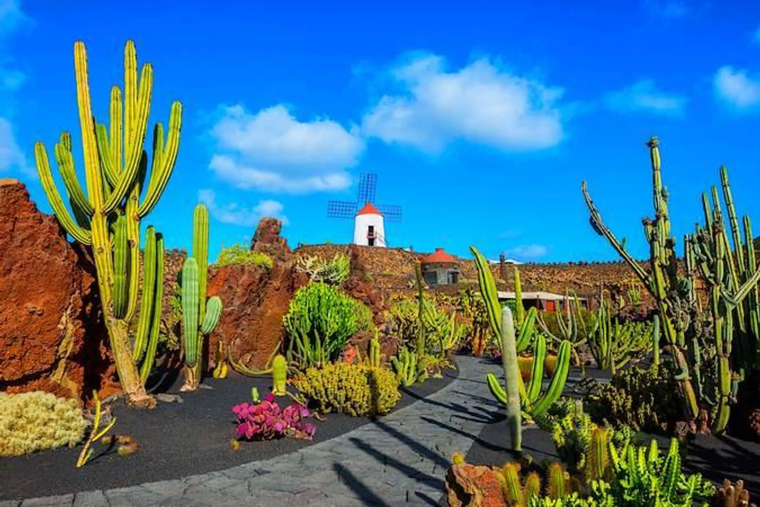 Jardin De Cactus