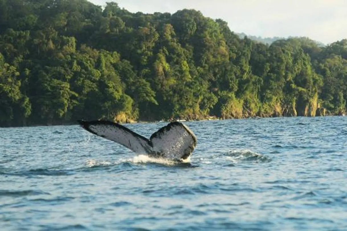 Parque Nacional Natural Utría