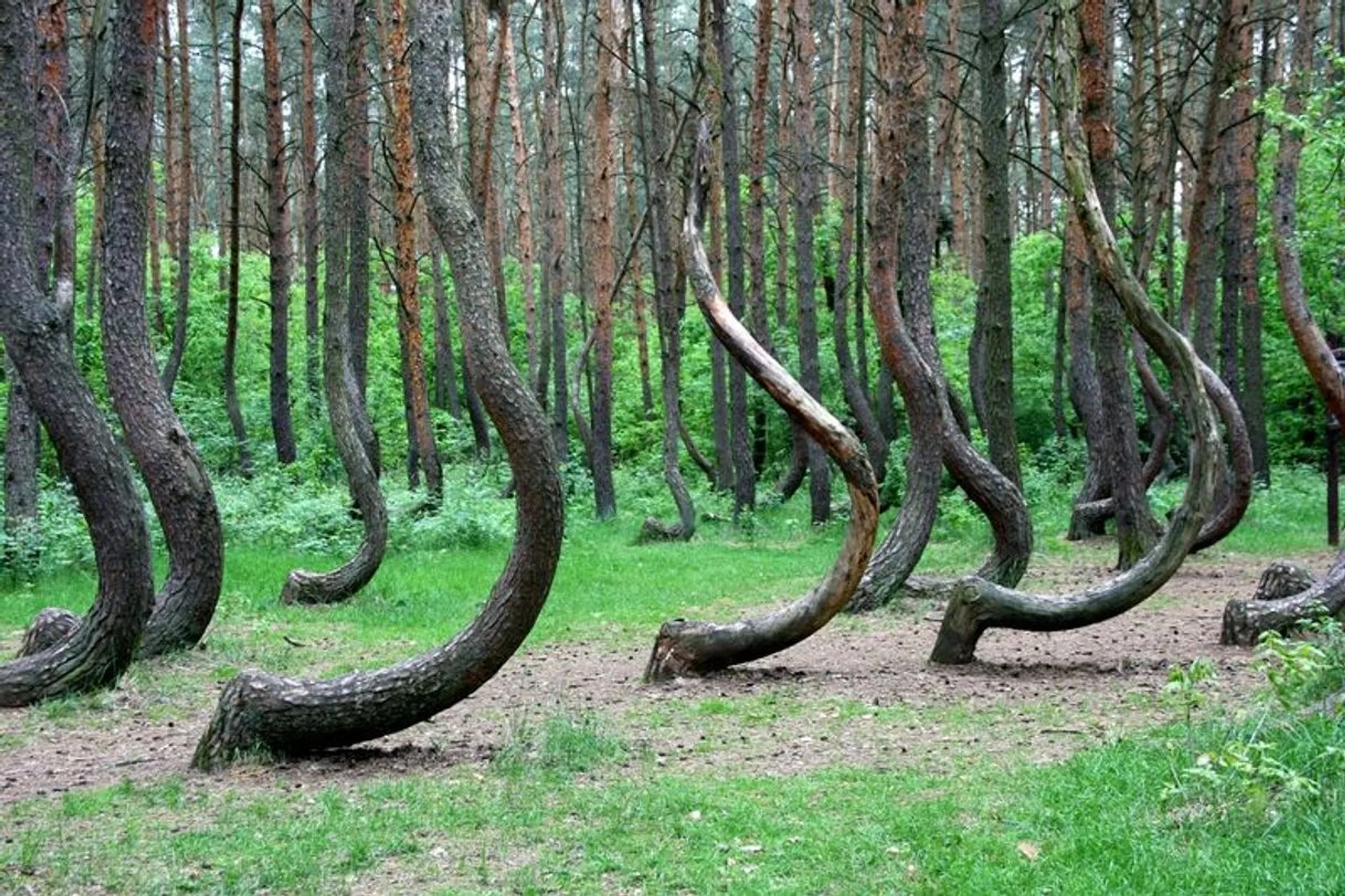 The Crooked Forest