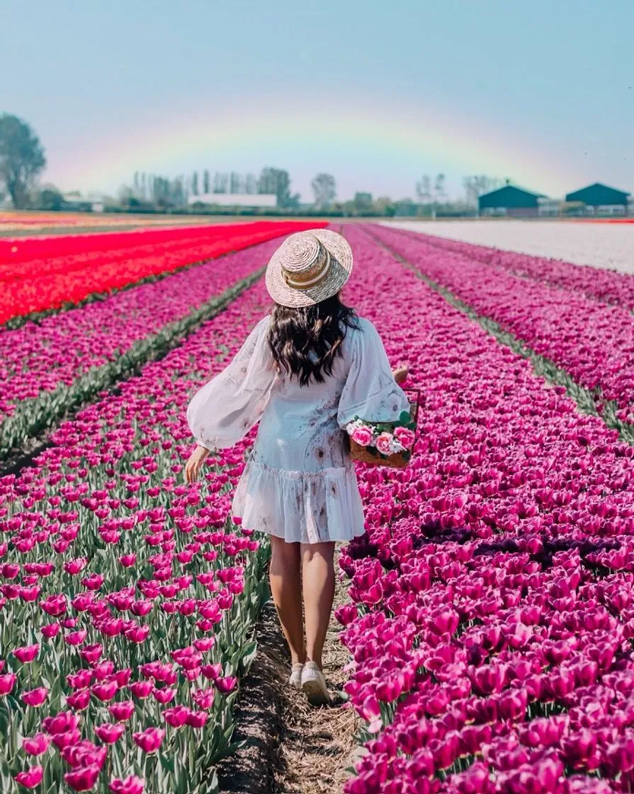 Lisse