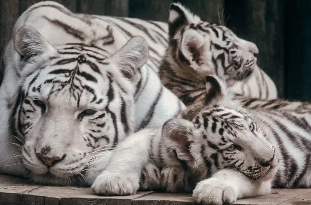 Zoo Liberec