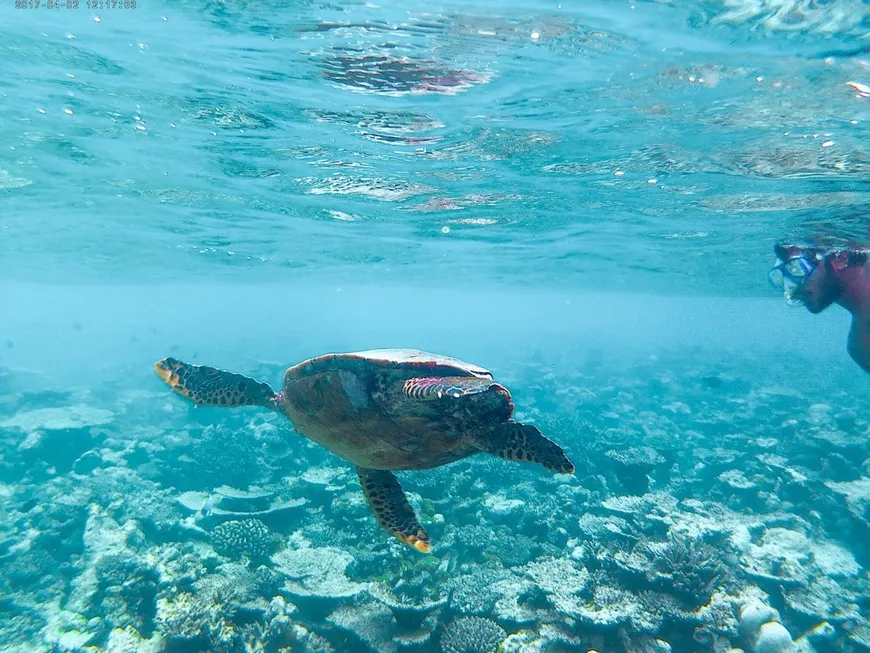 turtle reef Coco