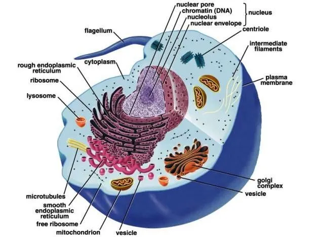 Cell Biology 101