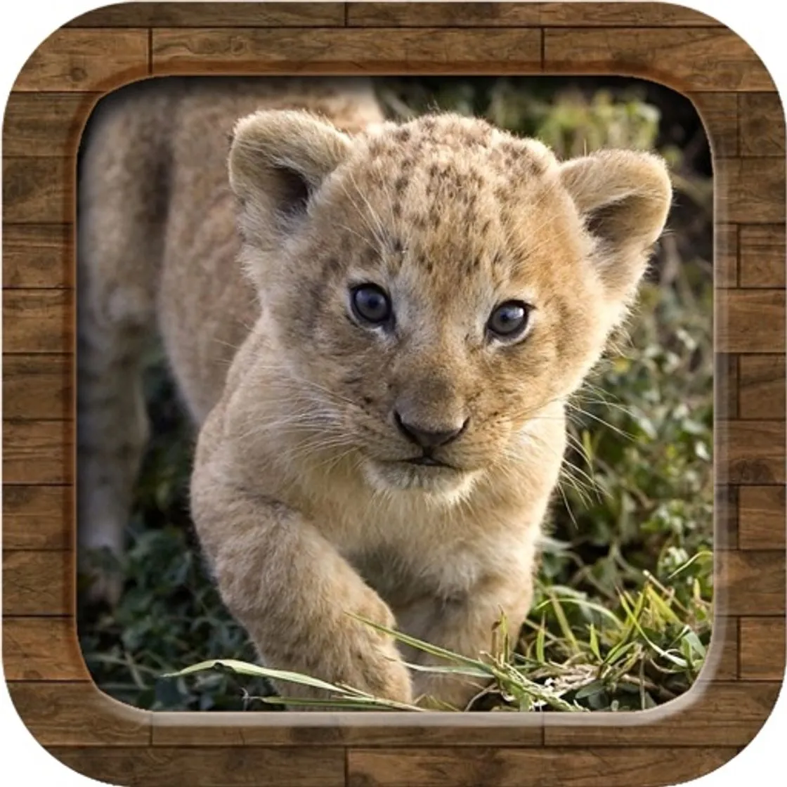 Animal Sounds.!