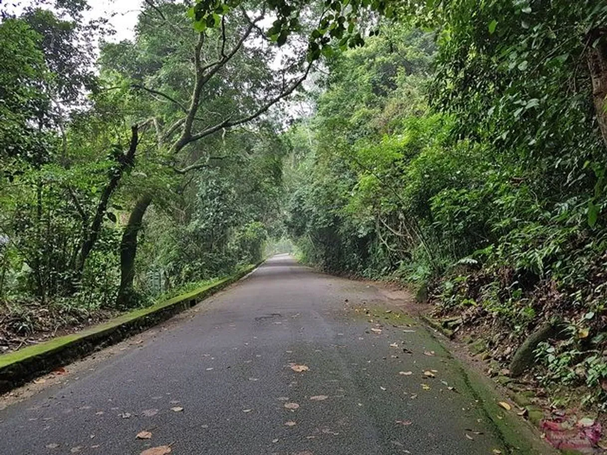 Estrada das Paineiras