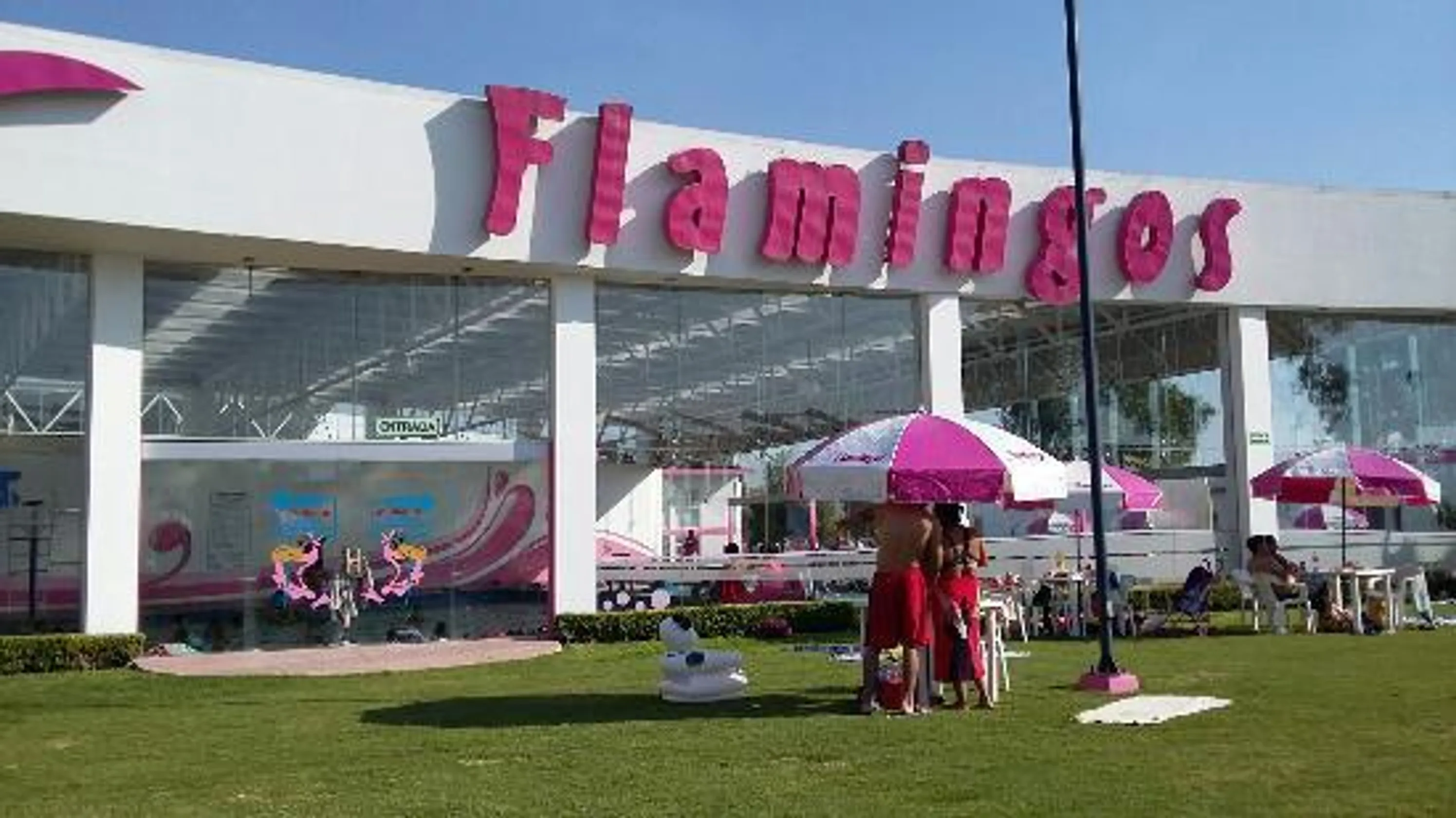 Flamingos