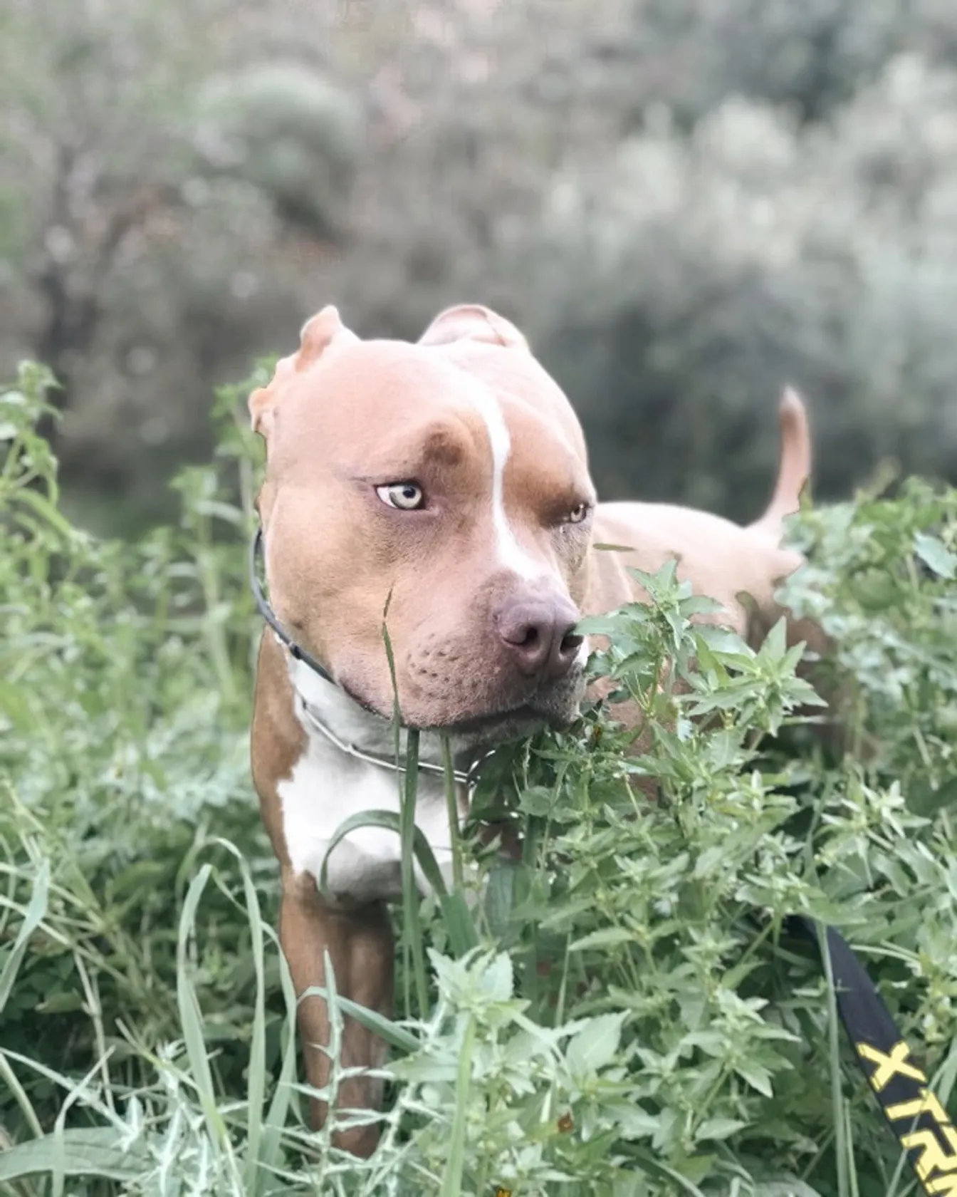 INSTAGRAM DE SIMBA🐾