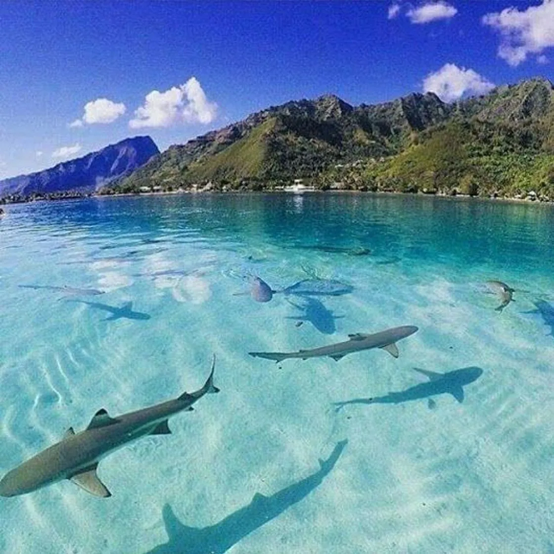 Moorea