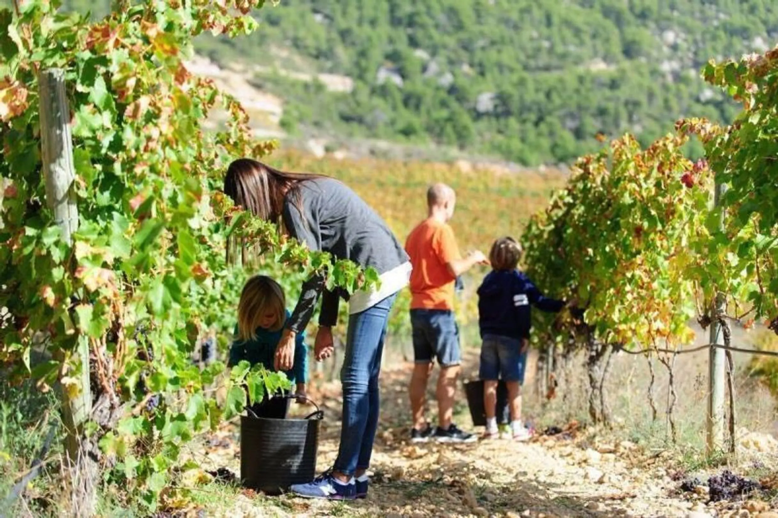 Celler Joan Ametller