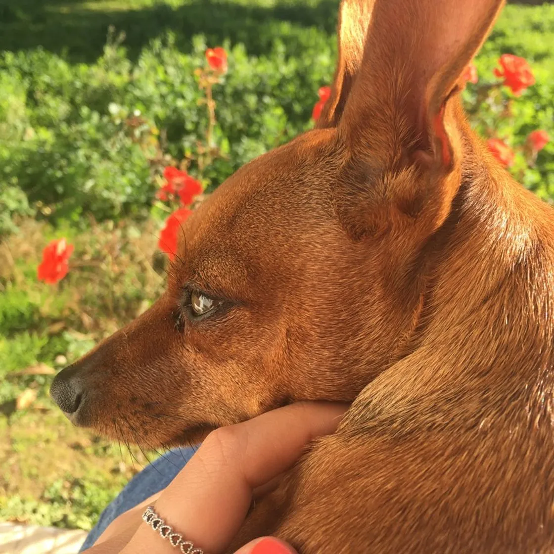Cão de Guerra