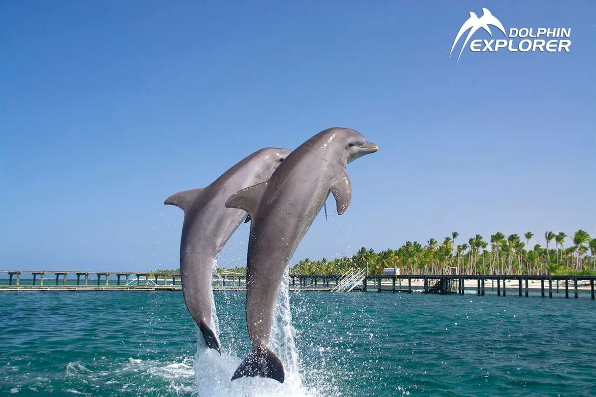 Dolphin Explorer