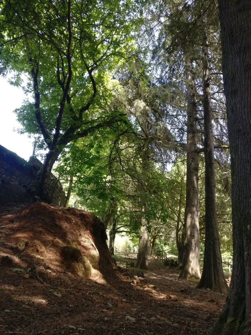Parque Florestal do Montado do Pereiro