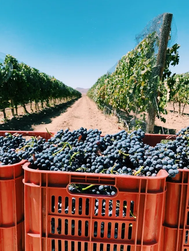 Vinicola Infinito