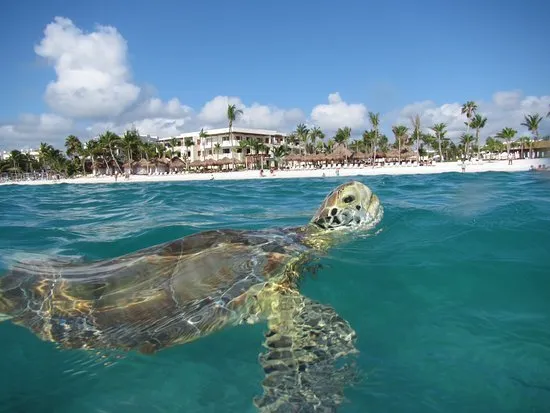 Akumal Bay - Beach & Wellness Resort