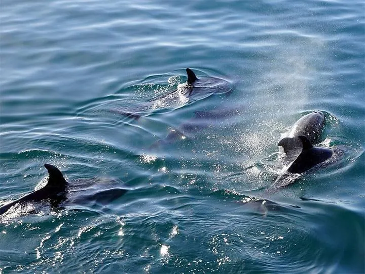 Delfines en el golfo de Napoli 🐬🐬🐬