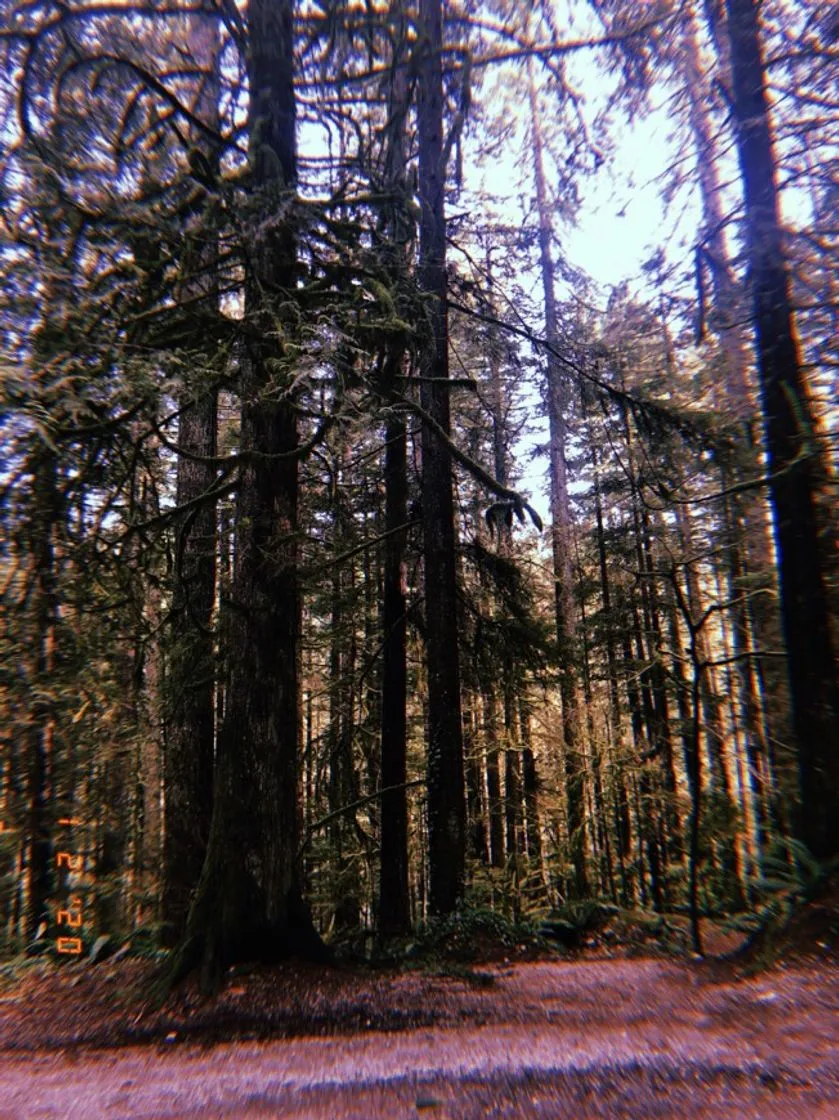 Lynn Canyon Park