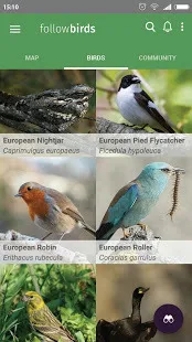 FollowBirds