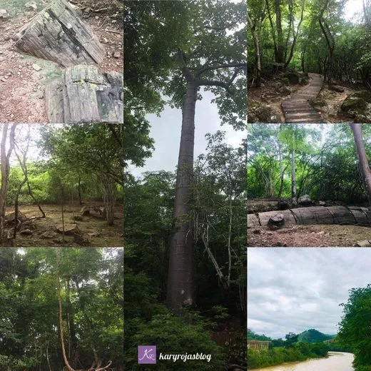 Puyango Petrified Forest