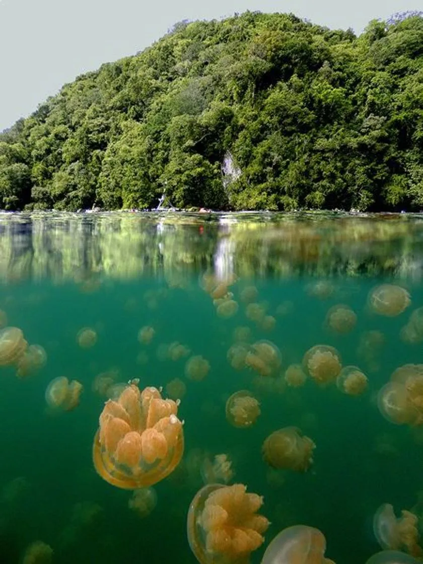Jellyfish Lake