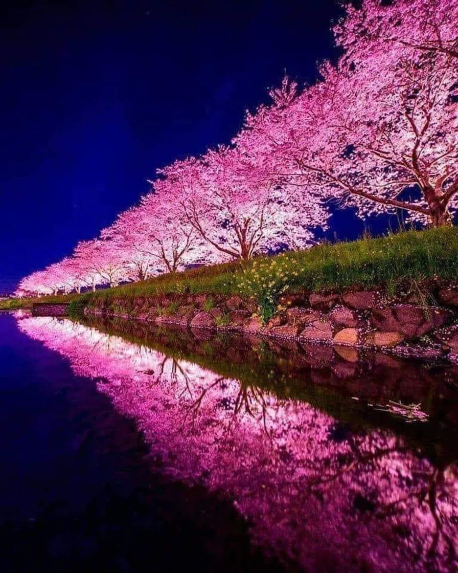 Sakura