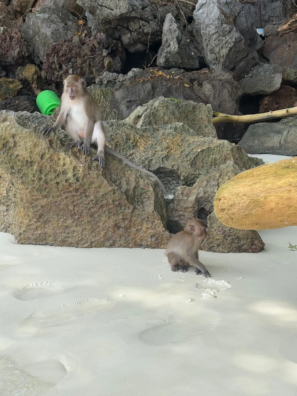 Monkey Beach