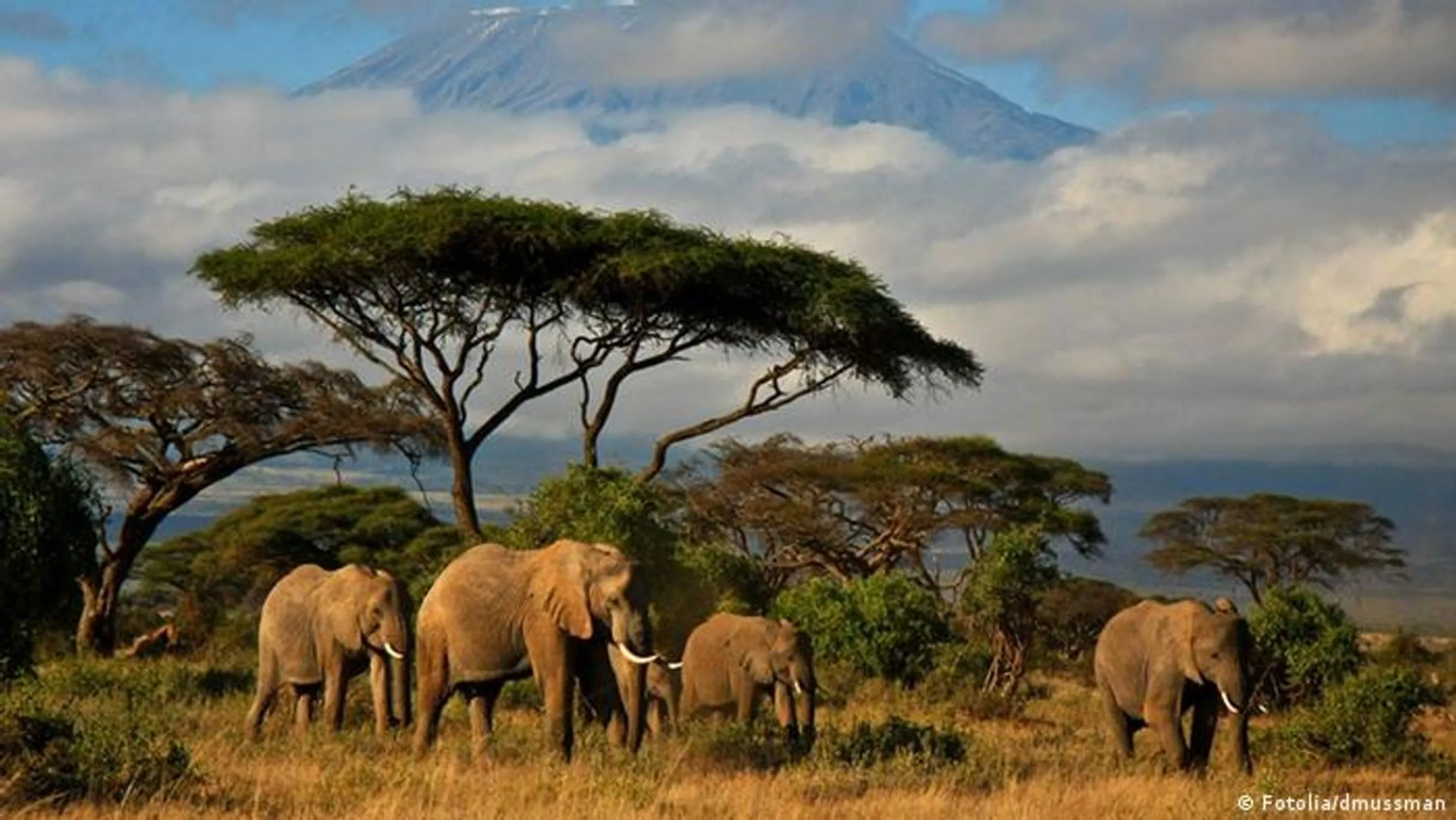África