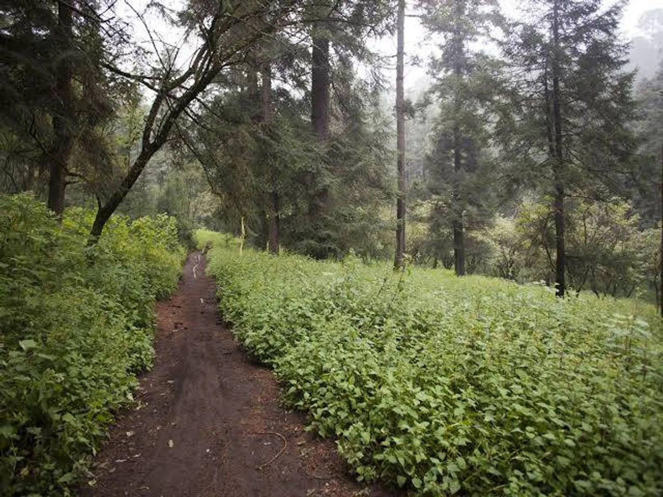 Bosque de Tlalpan