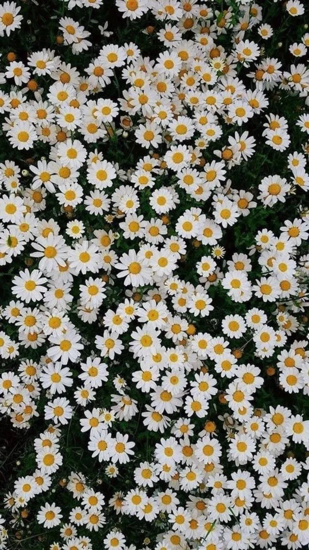Flores. Margueritas. Brancas. Wallpaper. Lindas.