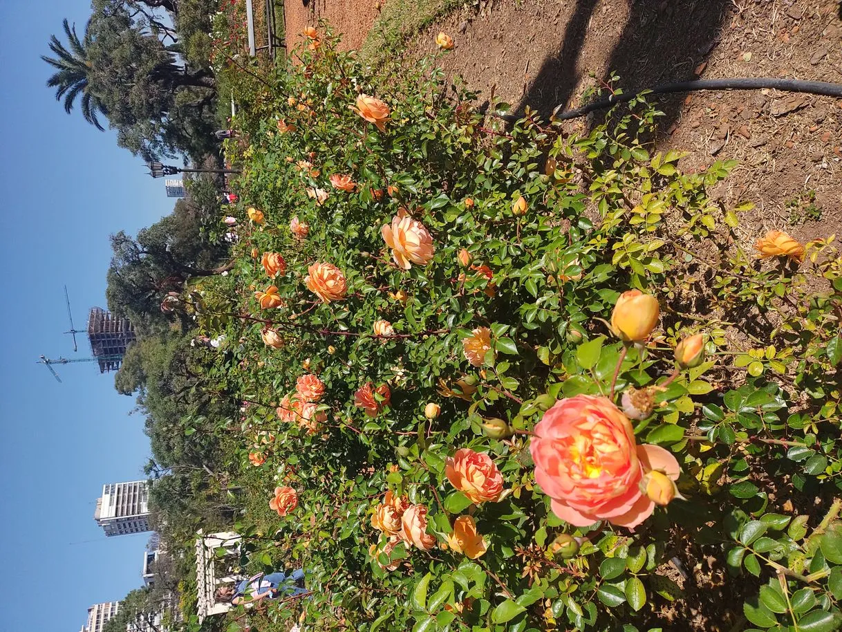 Rosedal de Palermo