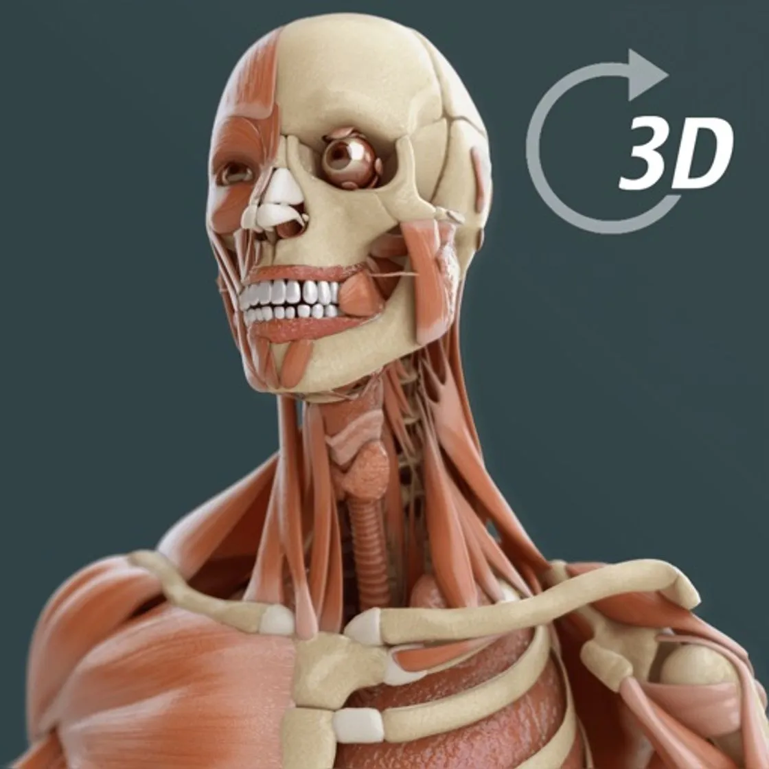 Visual Anatomy 3D | Human