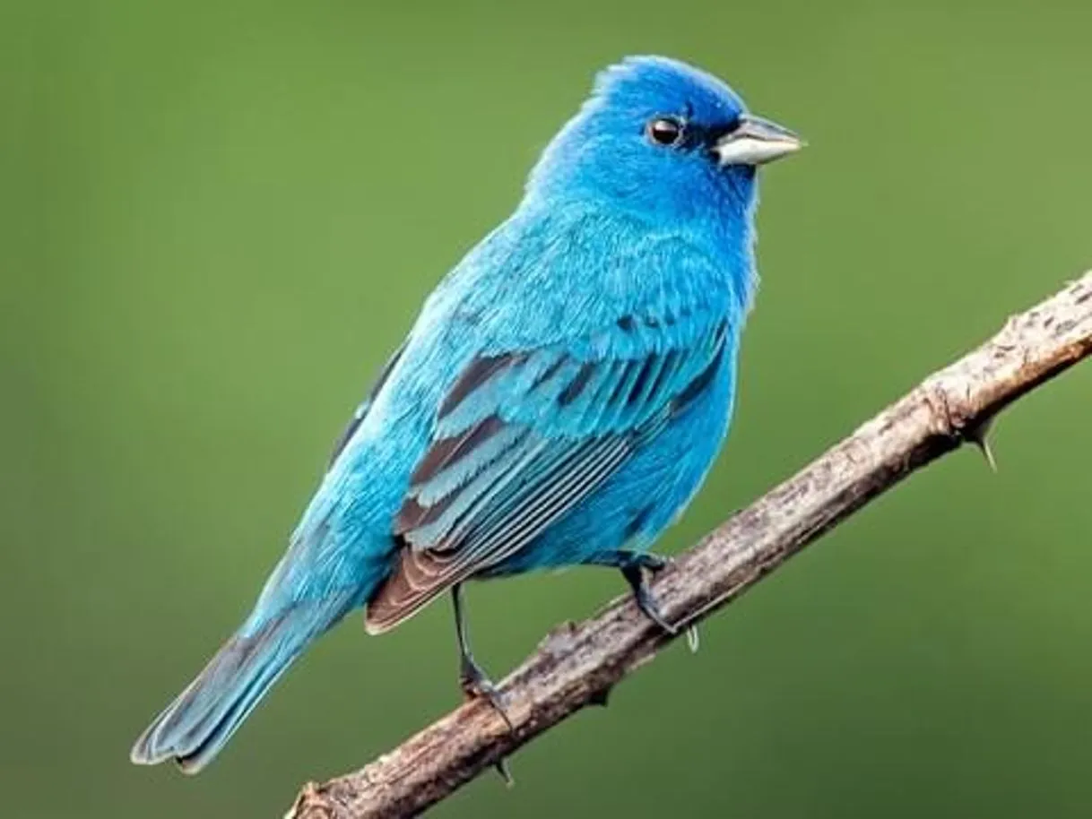 Picture Bird