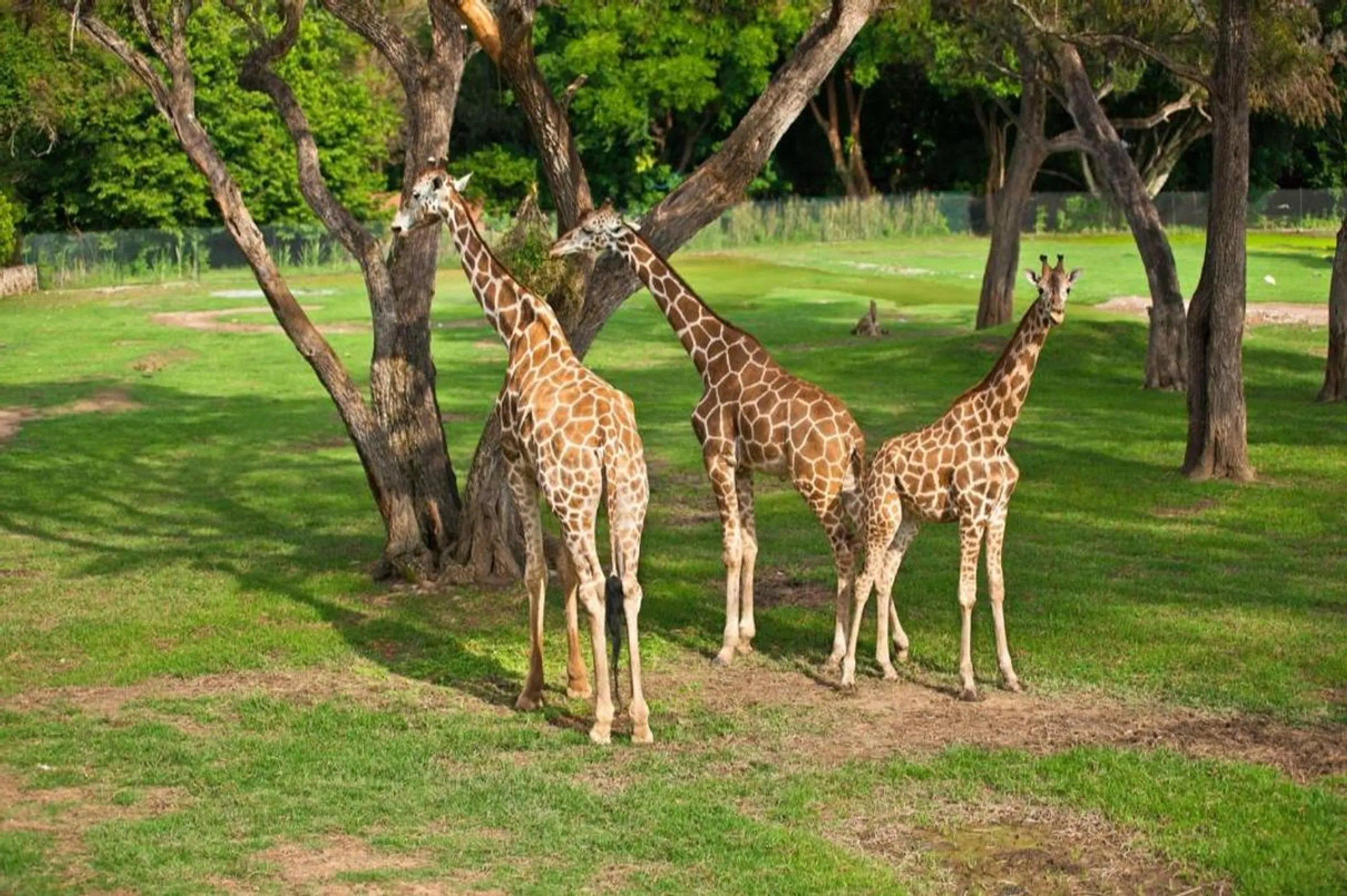 Zoofari