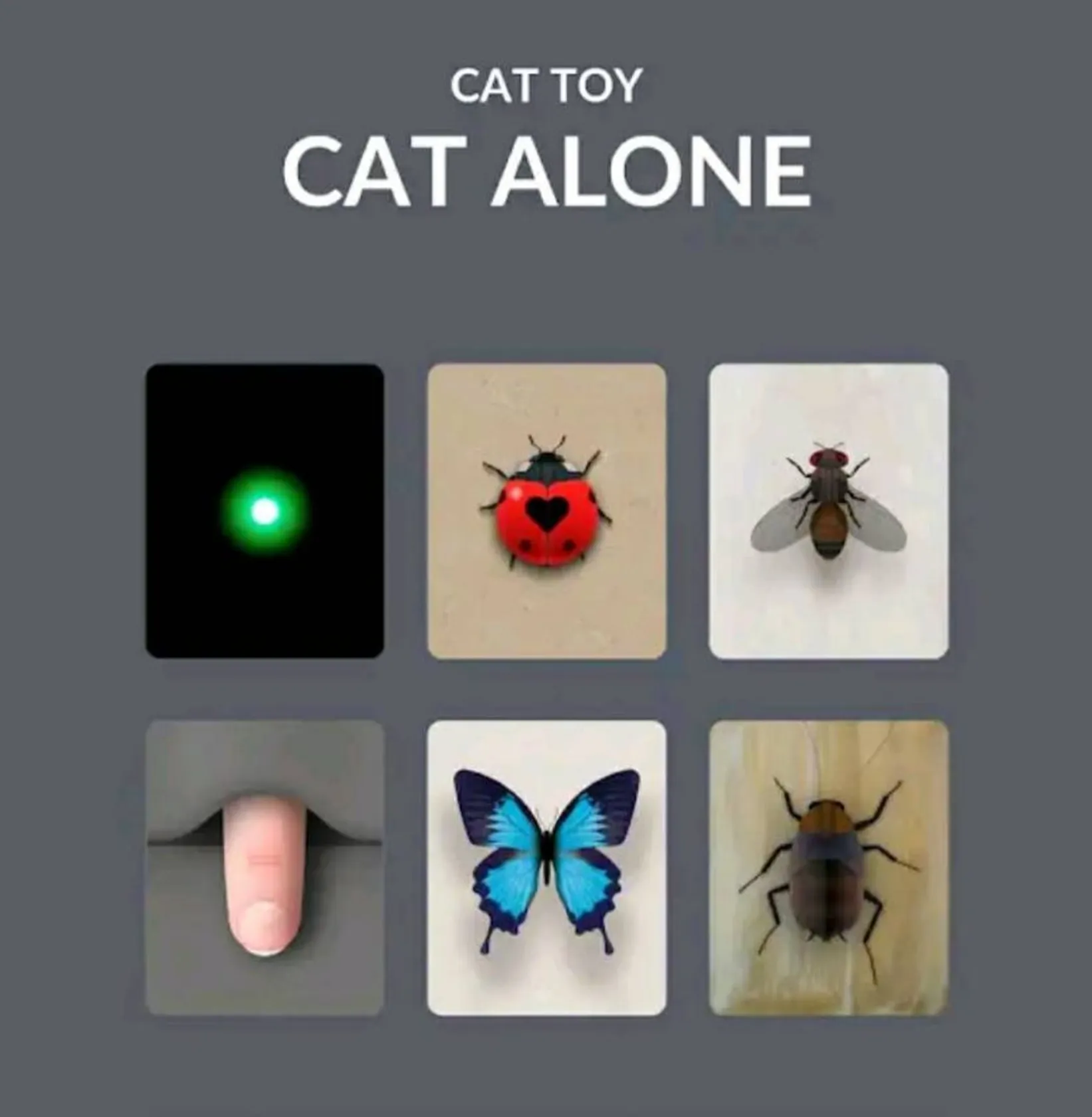 Cat Alone
