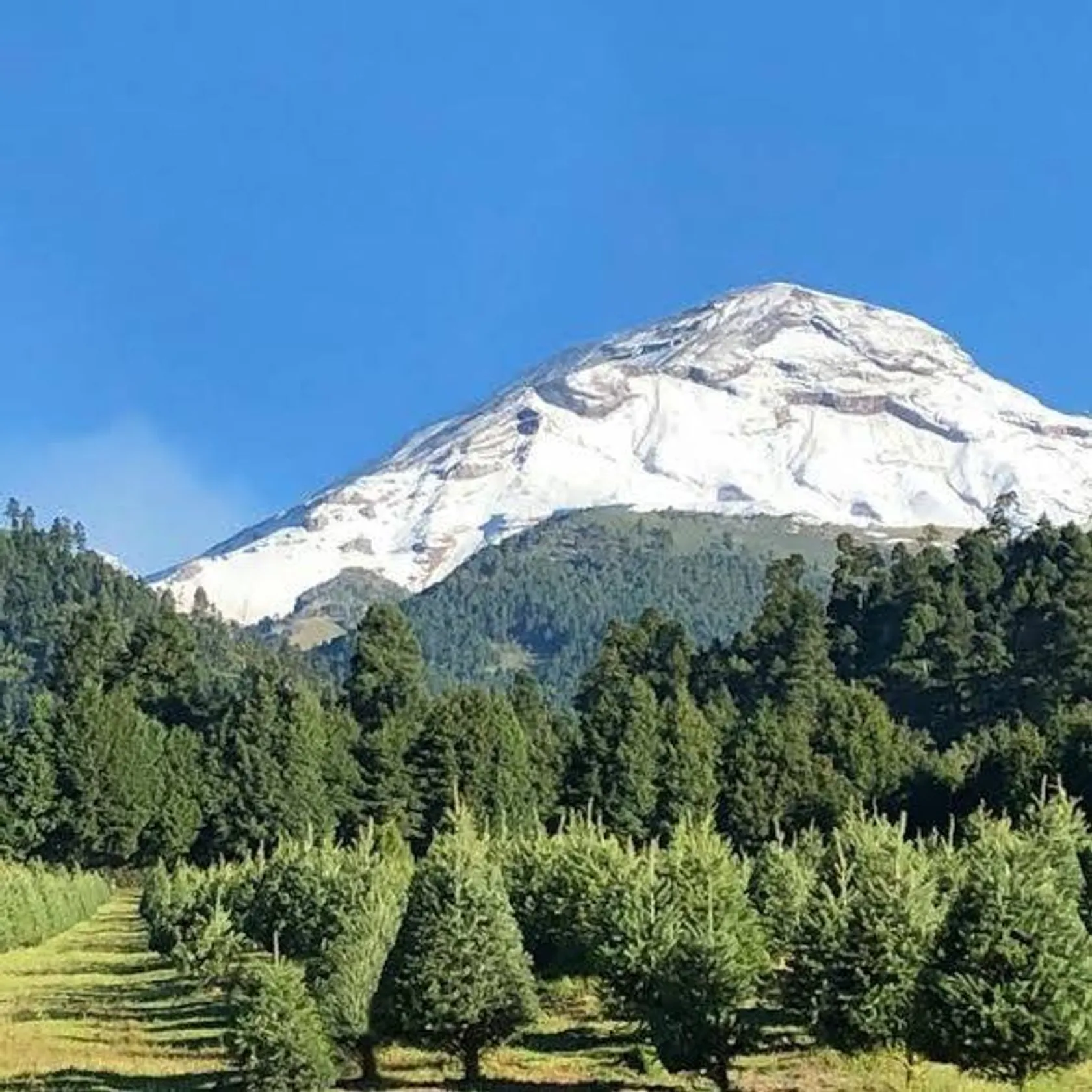 Bosque de los Árboles de Navidad