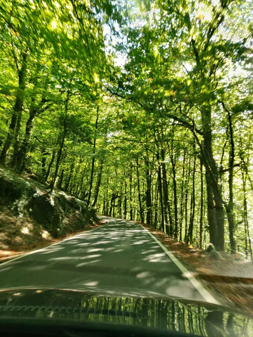 Mata da Albergaria (Gerês)