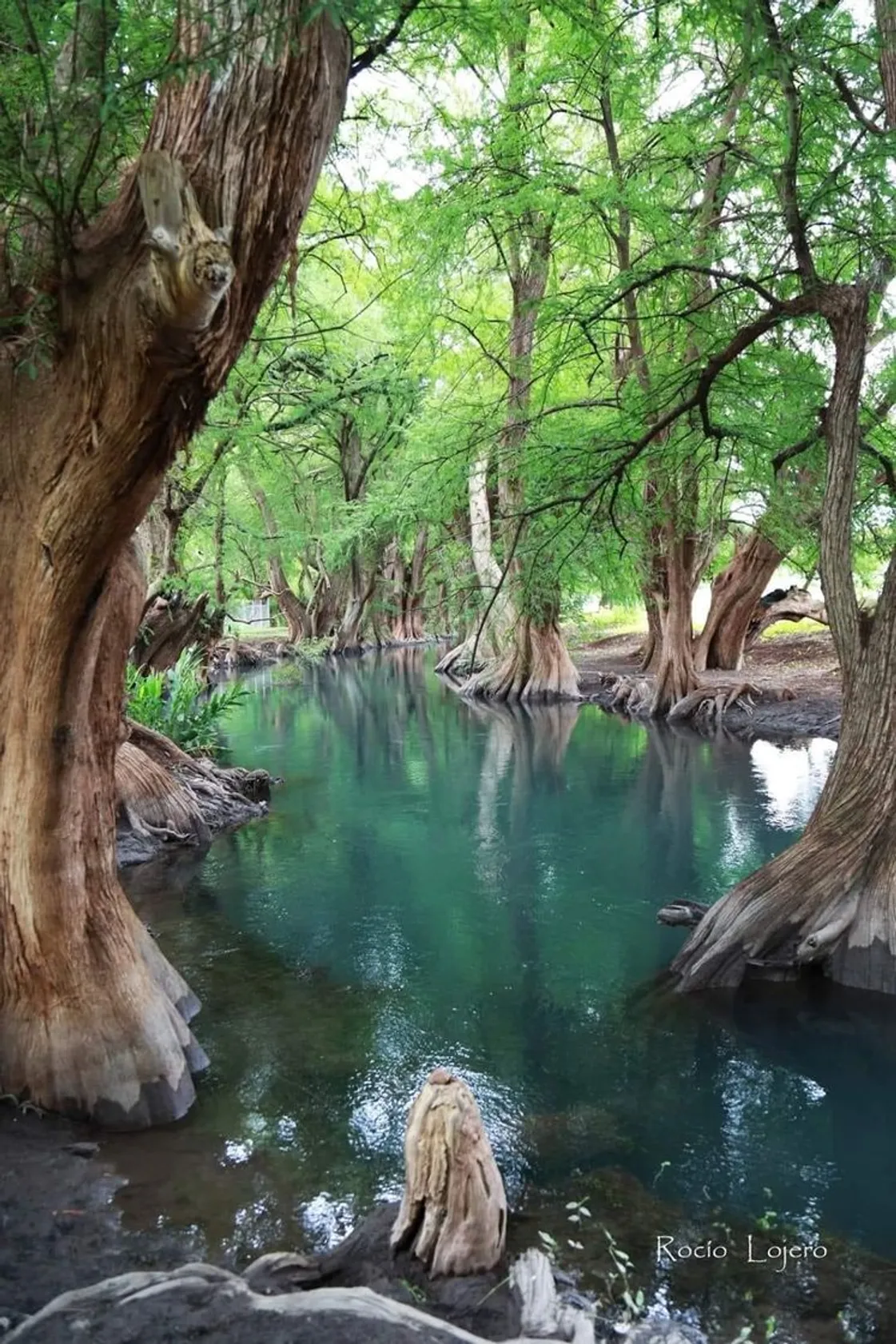 Lago de Camécuaro