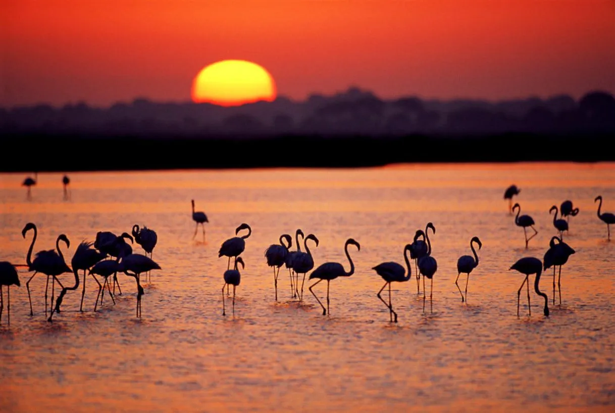Doñana