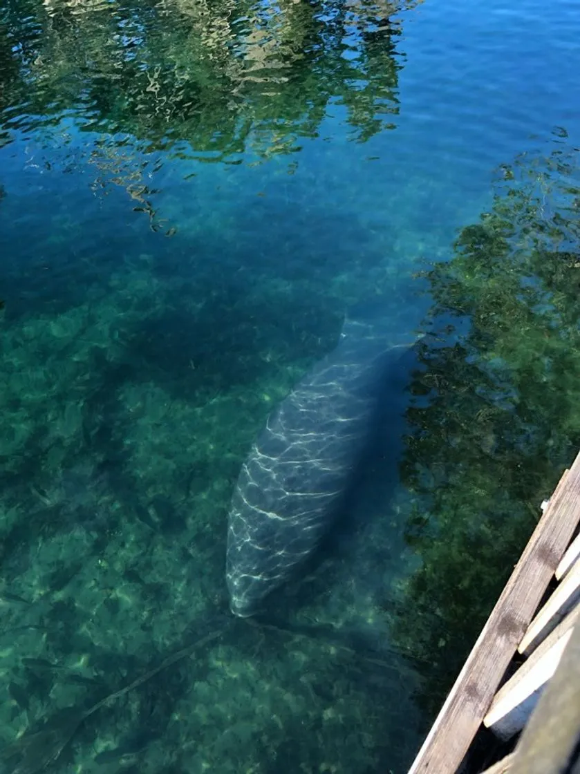 Blue Springs Park