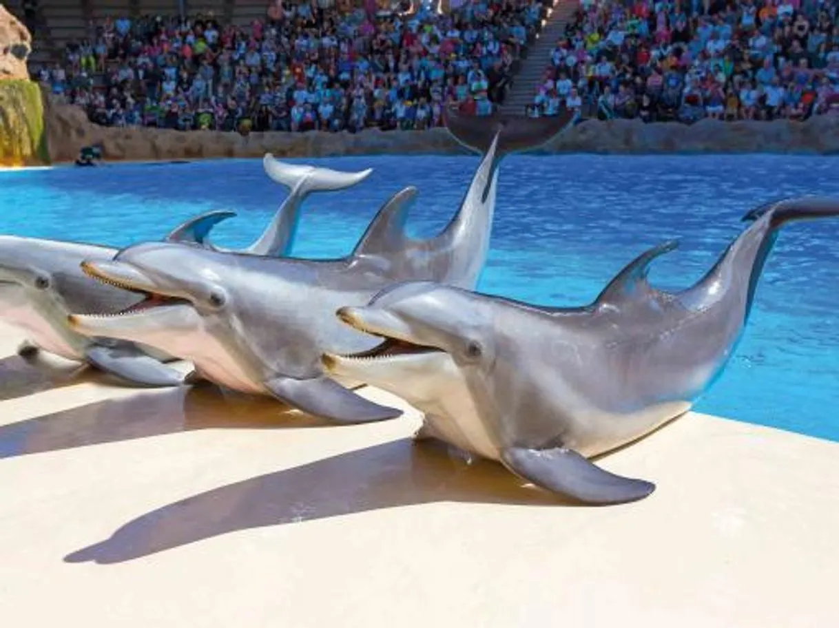 Loro Parque Tenerife - Loro Parque