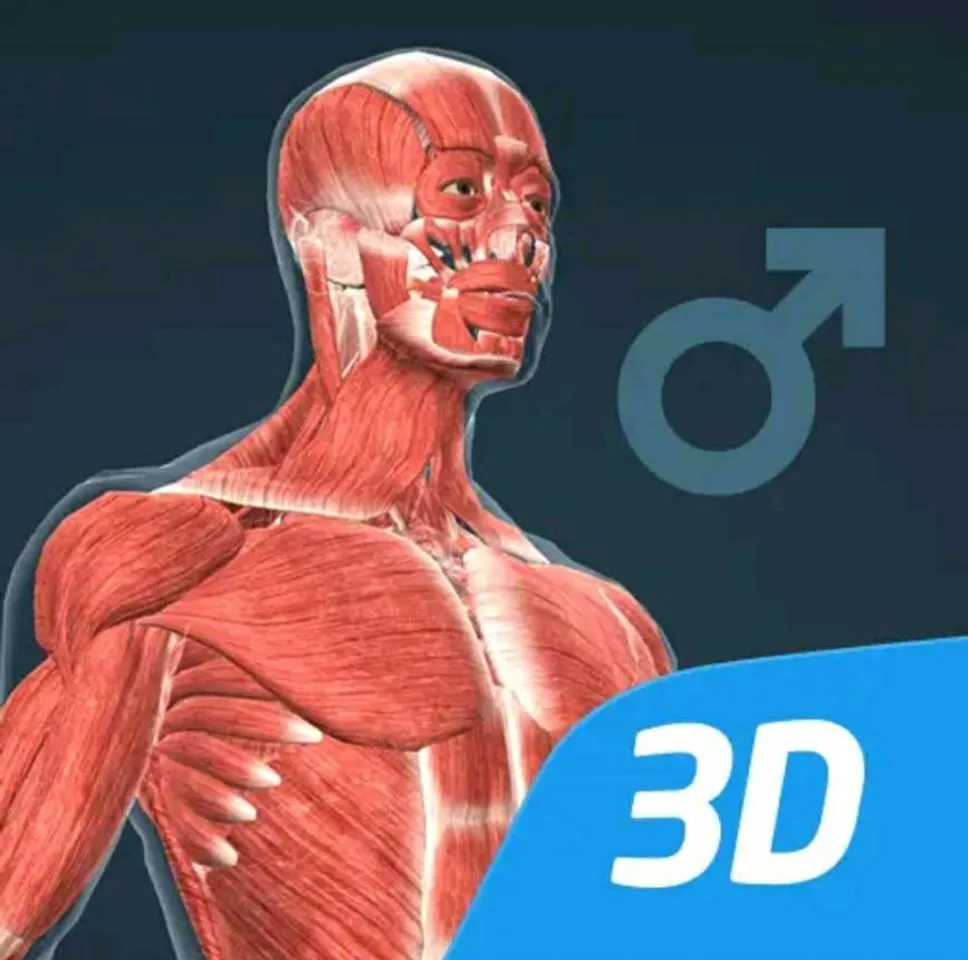 Human body (male) educational VR 3D