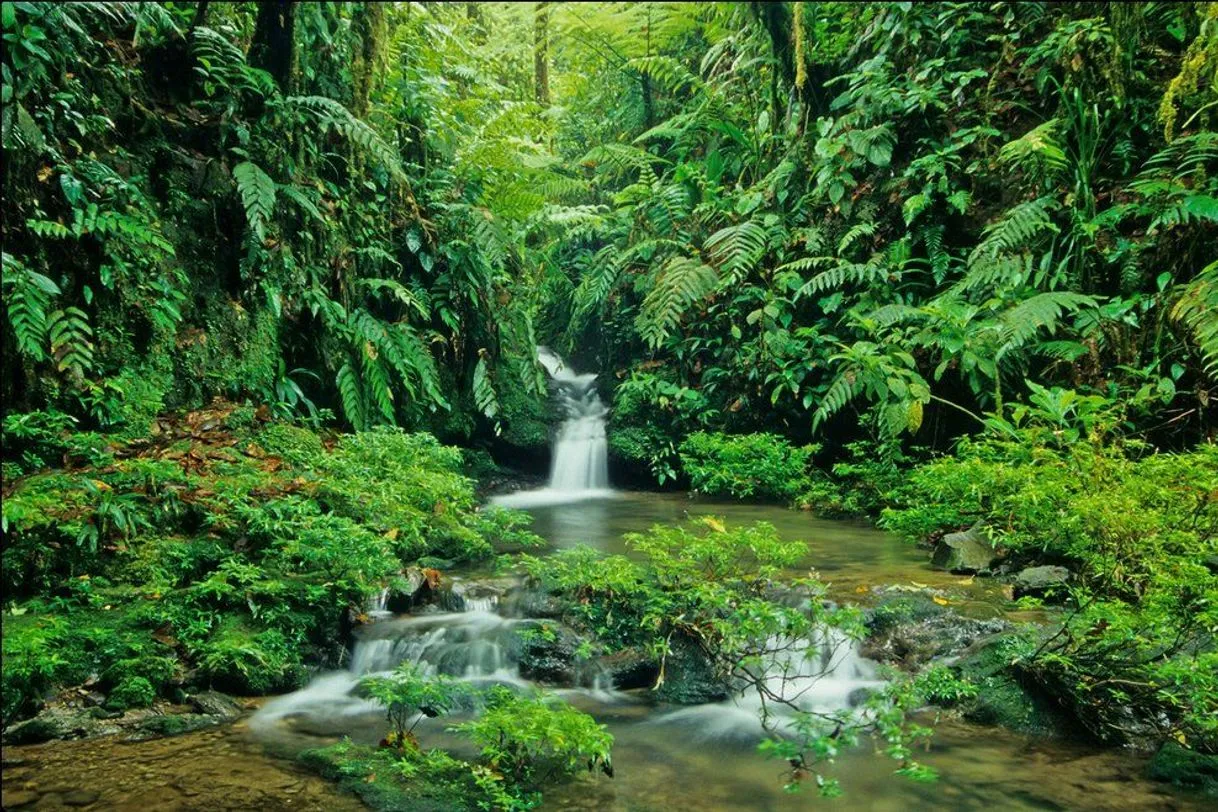 Parque Nacional Braulio Carrillo