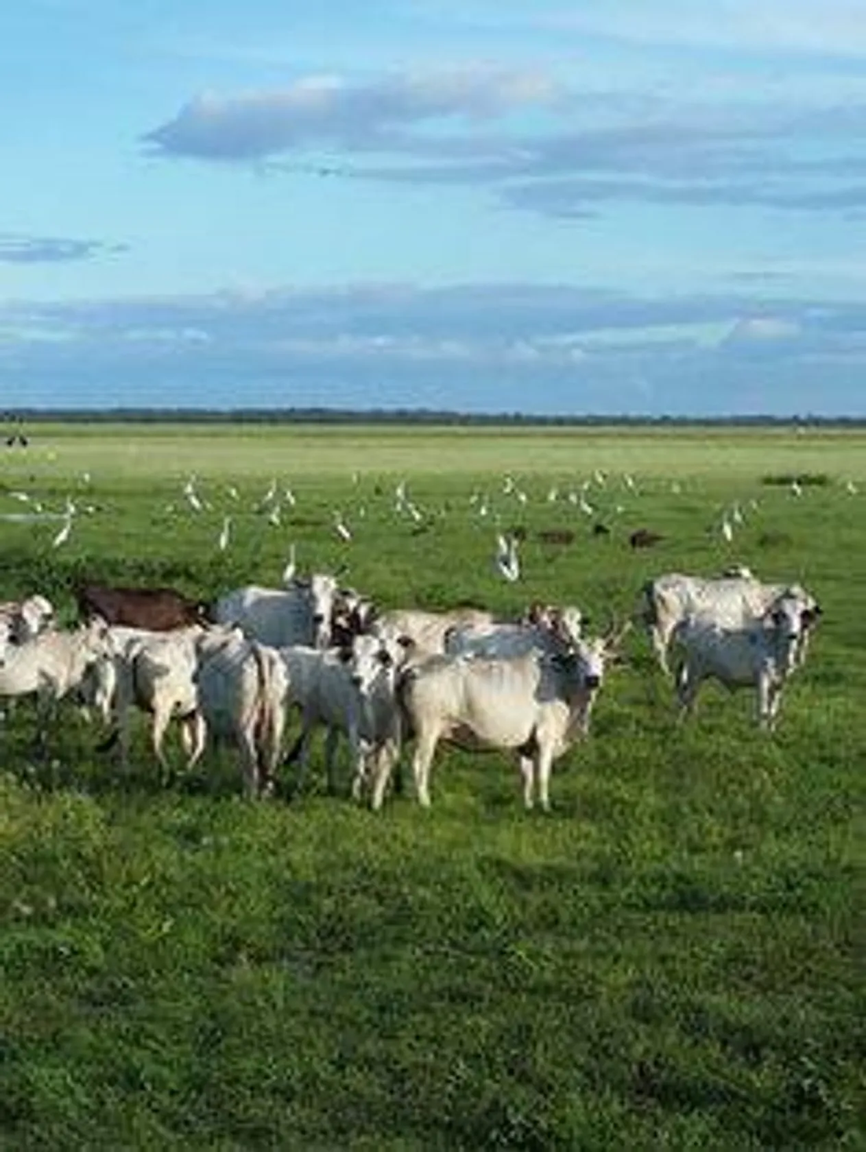 Venezuelan Llanos