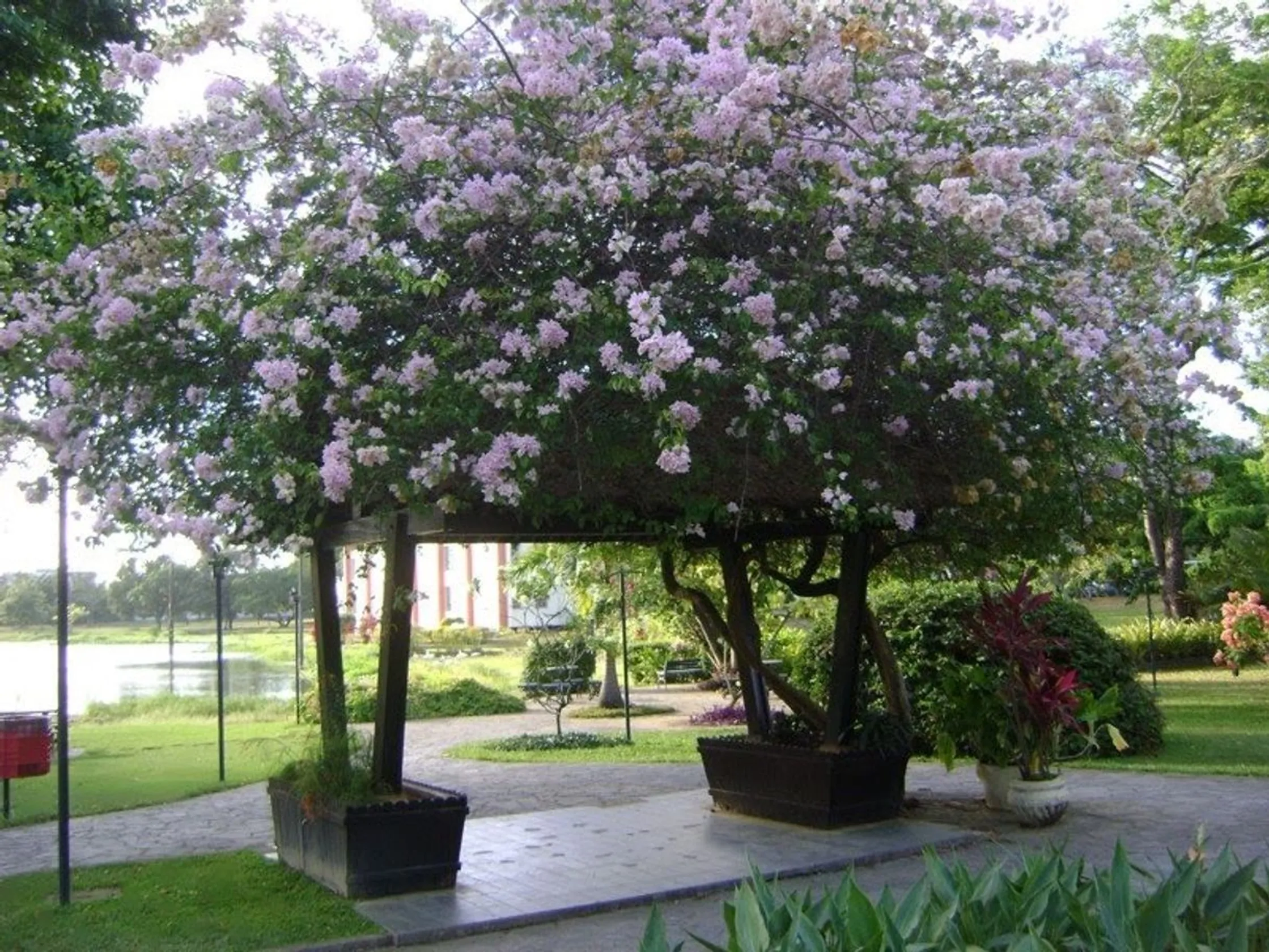 Laguinho UFPE
