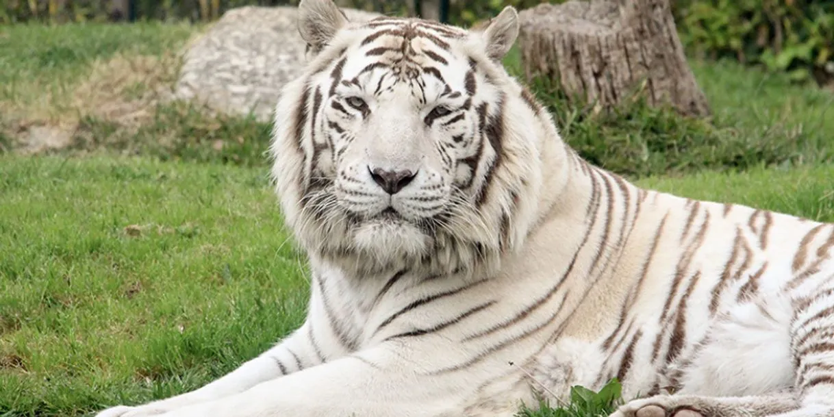 Zoo da Maia