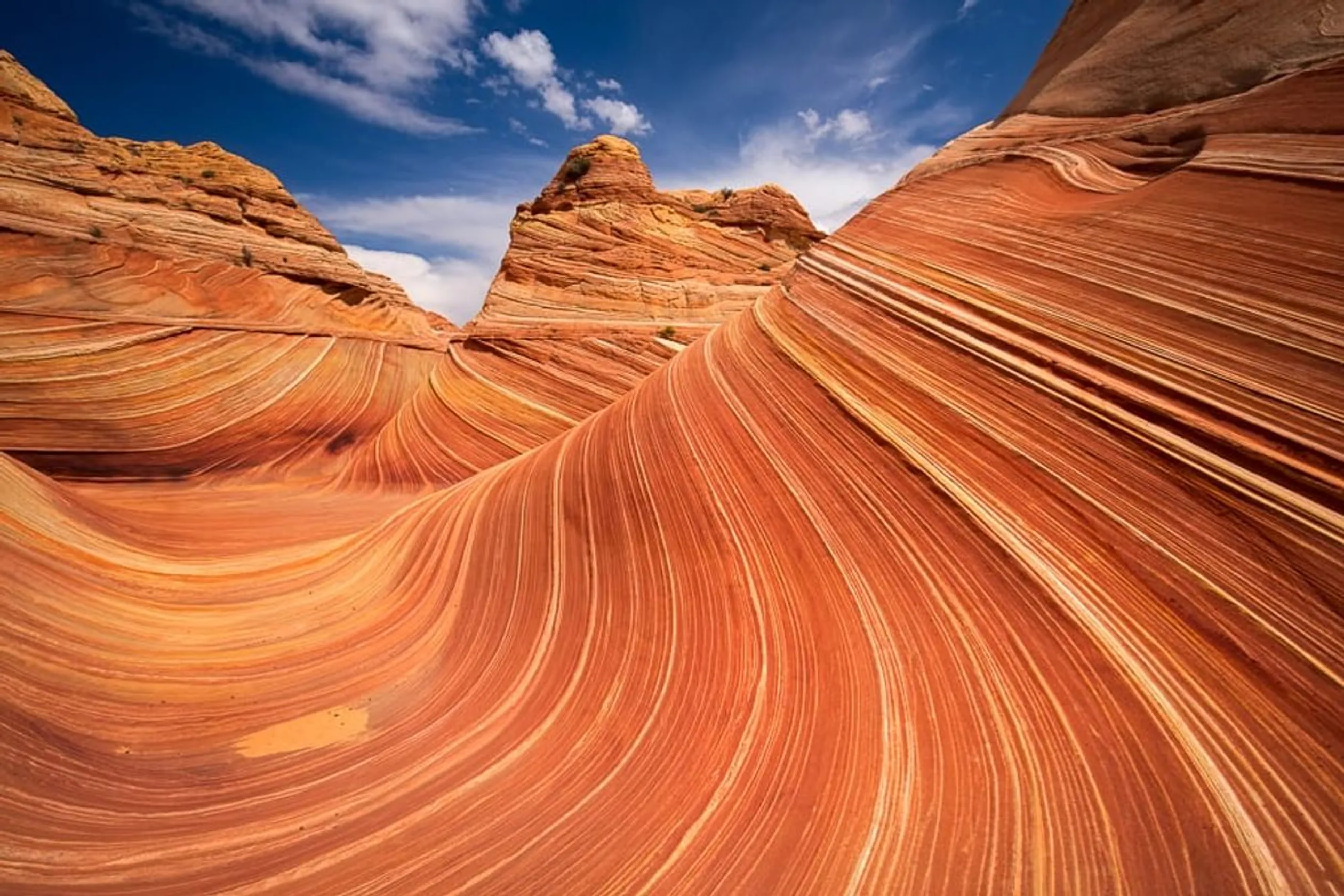 The Wave