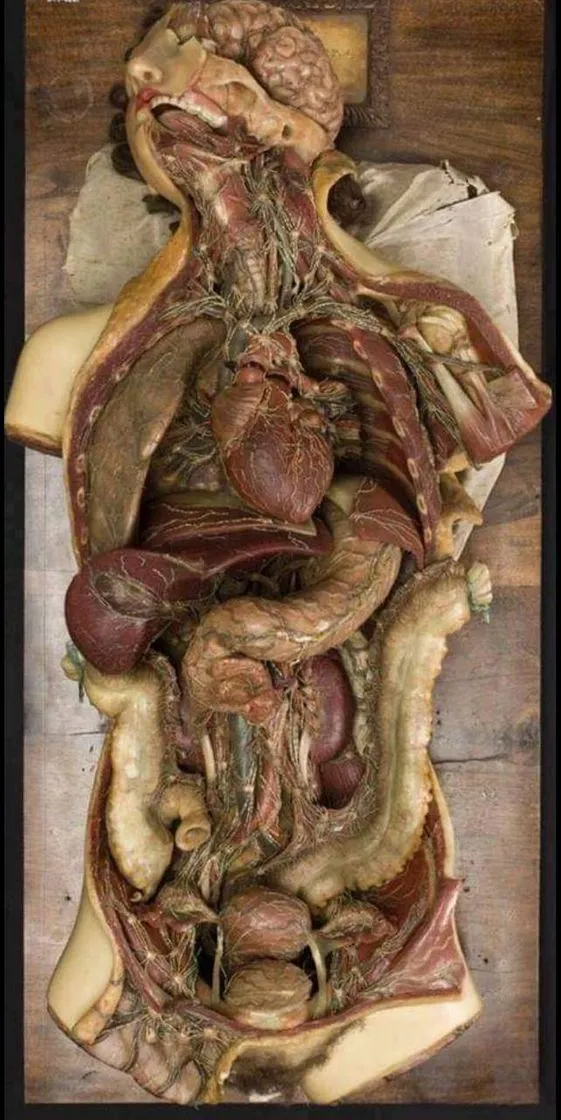 Anatomy Learning - 3D Anatomy Atlas - Apps on Google Play