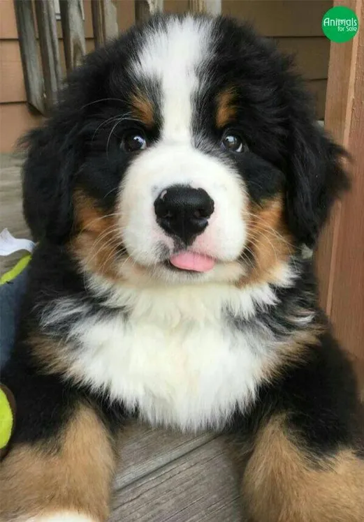 Pet